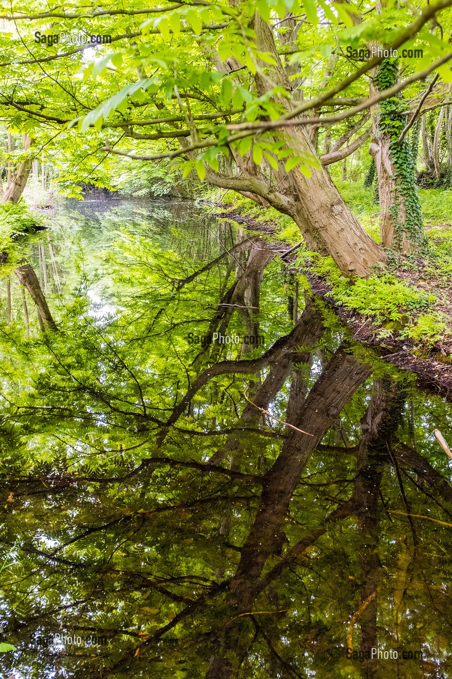 REFLET D'ARBRES, BOIS DE VINCENNES, PARIS, ILE DE FRANCE, FRANCE, EUROPE 