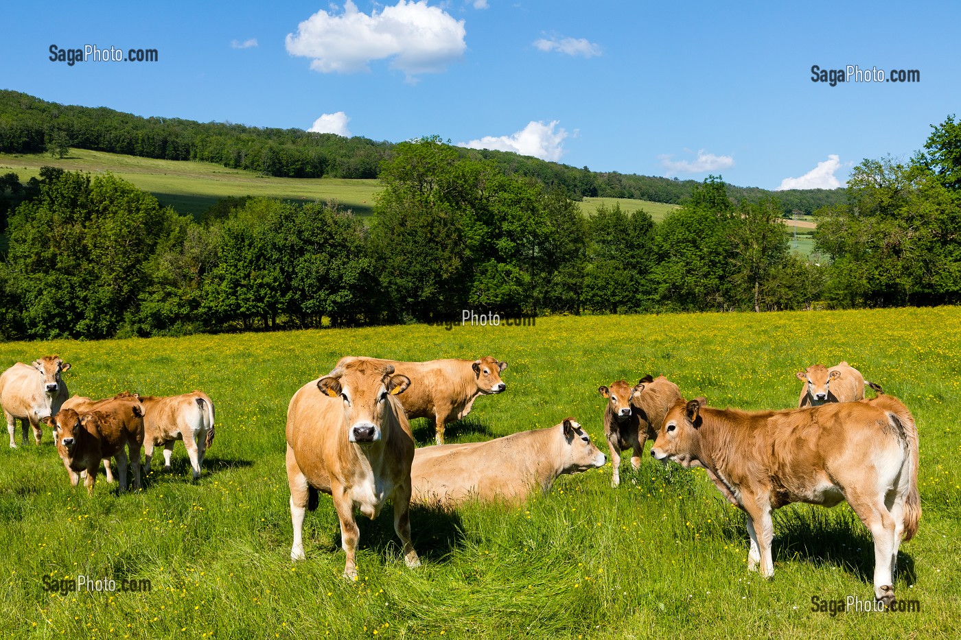 VACHES AU PRE, FLAVIGNY SUR OZERAIN, (21) COTE-D'OR, BOURGOGNE, FRANCE 