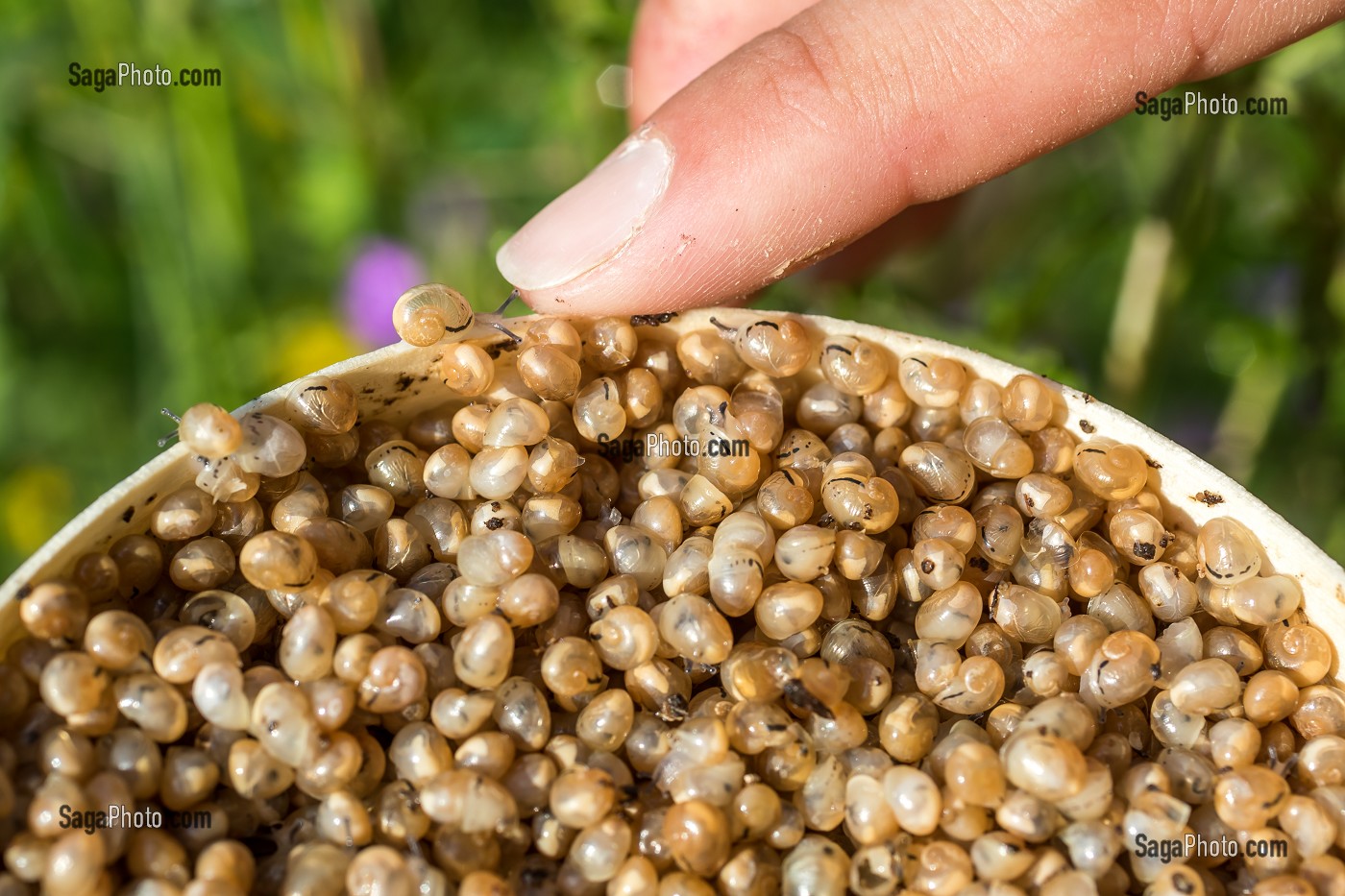 PERRINE DOUDIN, HELIXINE, HELICICULTRICE, PRODUCTRICE D'ESCARGOTS BIO, FLAVIGNY SUR OZERAIN, (21) COTE-D'OR, BOURGOGNE, FRANCE 