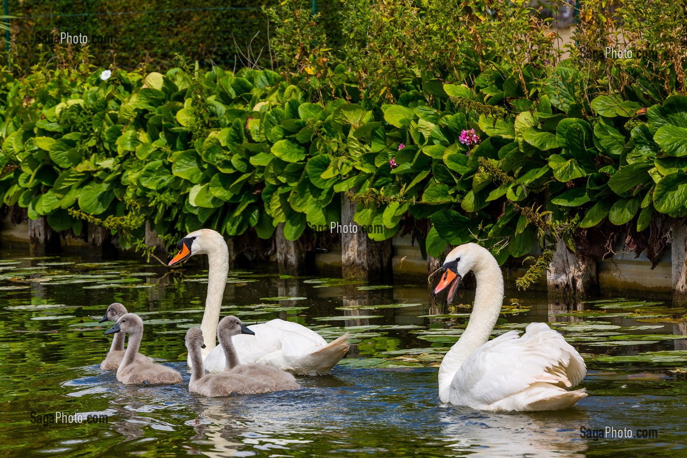 CYGNES, MARAIS AUDOMAROIS, SAINT OMER, (62) PAS-DE-CALAIS, FRANCE 