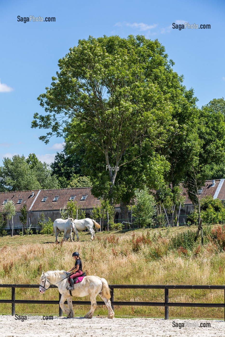 MAISON DU CHEVAL BOULONNAIS DEDIEE A LA RACE EQUINE BOULONNAISE, FERME DE SUZE, SAMER, (62) PAS-DE-CALAIS, FRANCE 