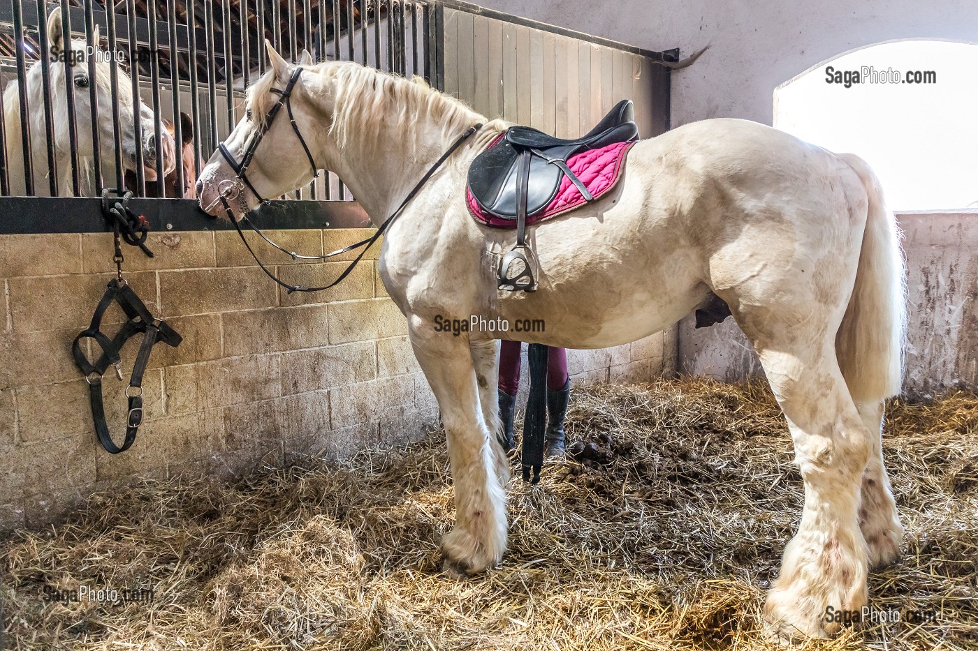 MAISON DU CHEVAL BOULONNAIS DEDIEE A LA RACE EQUINE BOULONNAISE, FERME DE SUZE, SAMER, (62) PAS-DE-CALAIS, FRANCE 