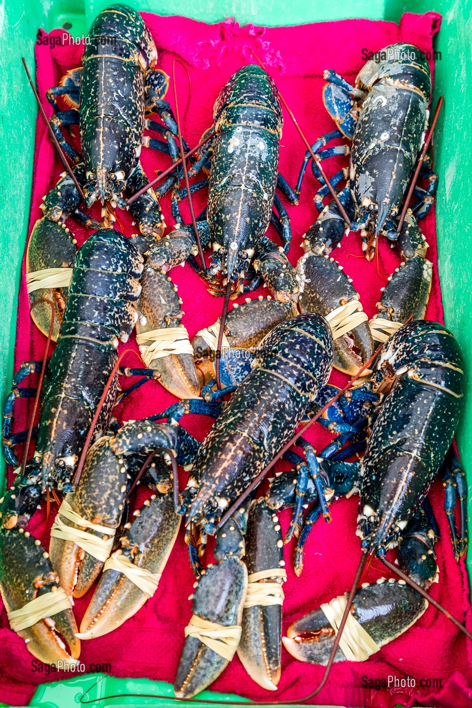 MARCHE AU POISSON, BOULOGNE SUR MER, (62) PAS-DE-CALAIS, FRANCE 