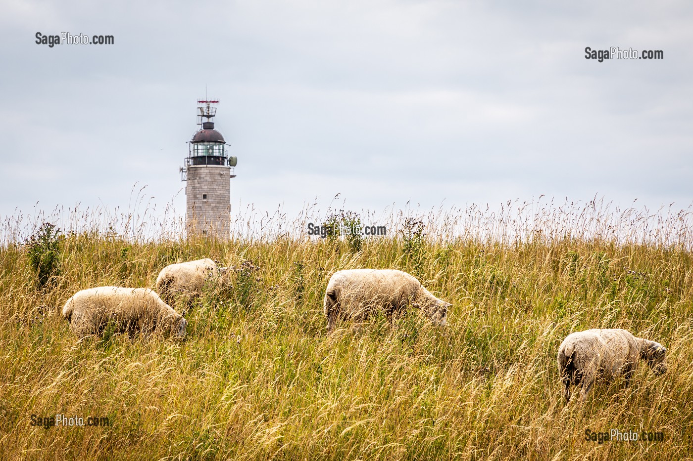 CAP GRIS NEZ, AUDINGHEN, (62) PAS-DE-CALAIS, FRANCE 