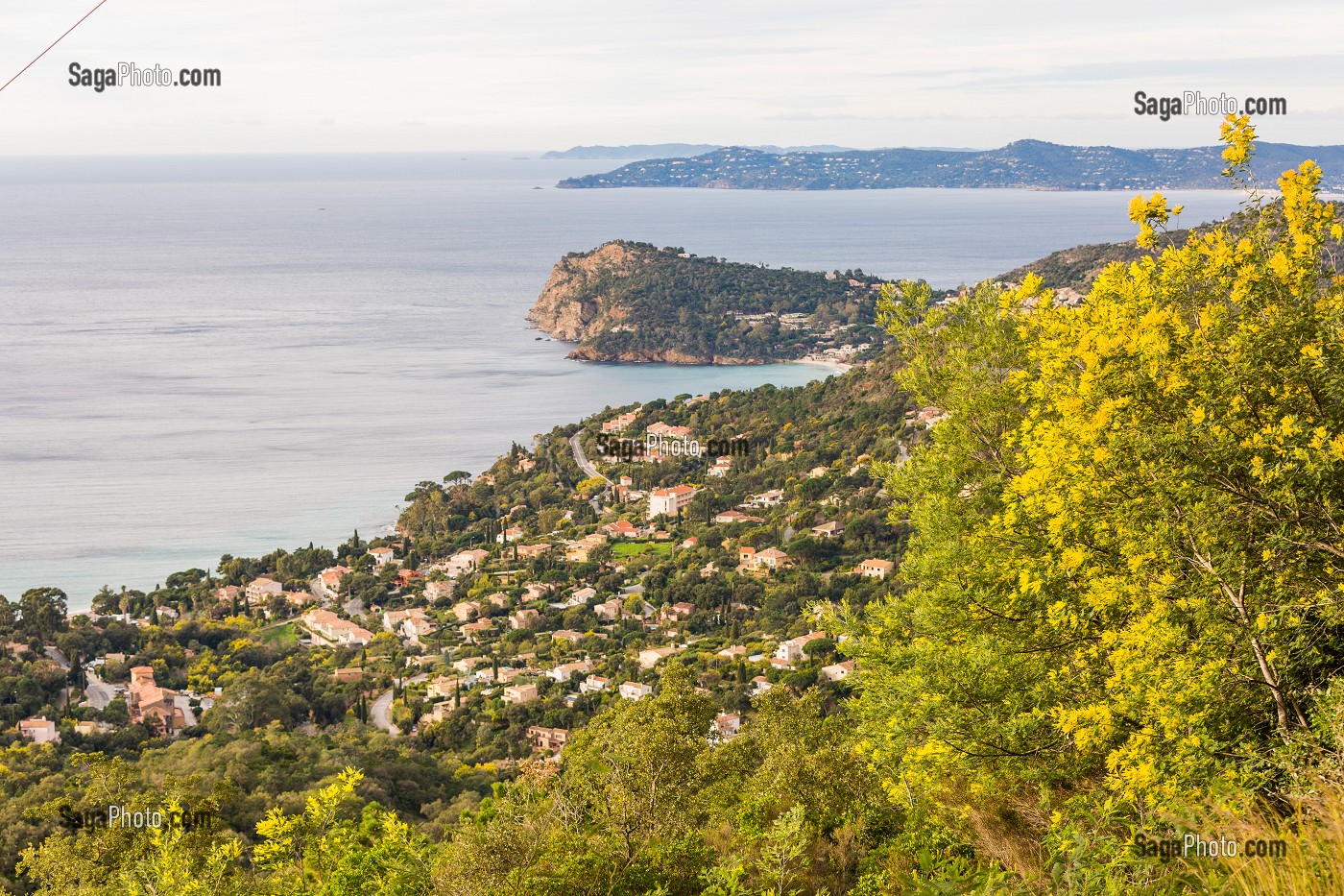 MIMOSAS DEPUIS LE COL DU CANADEL, VU SUR LE CAP NEGRE, LE RAYOL CANADEL SUR MER 