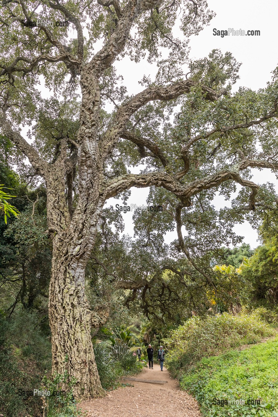 DOMAINE DU RAYOL, LE JARDIN DES MEDITERRANEES, LE RAYOL CANADEL SUR MER 