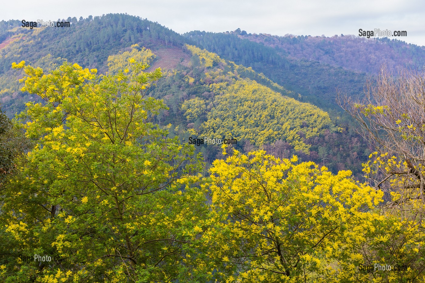 MIMOSAS SAUVAGES, ROUTE DU MIMOSA MASSIF DU TANNERON, TANNERON 