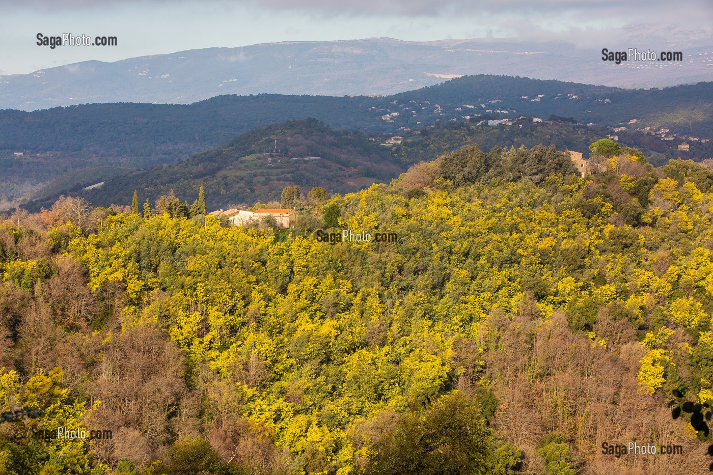 MIMOSAS SAUVAGES, ROUTE DU MIMOSA MASSIF DU TANNERON, TANNERON 