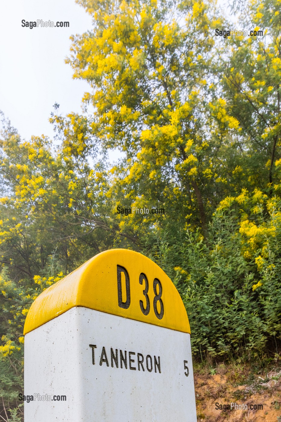 MIMOSAS SAUVAGES, ROUTE DU MIMOSA MASSIF DU TANNERON, TANNERON 