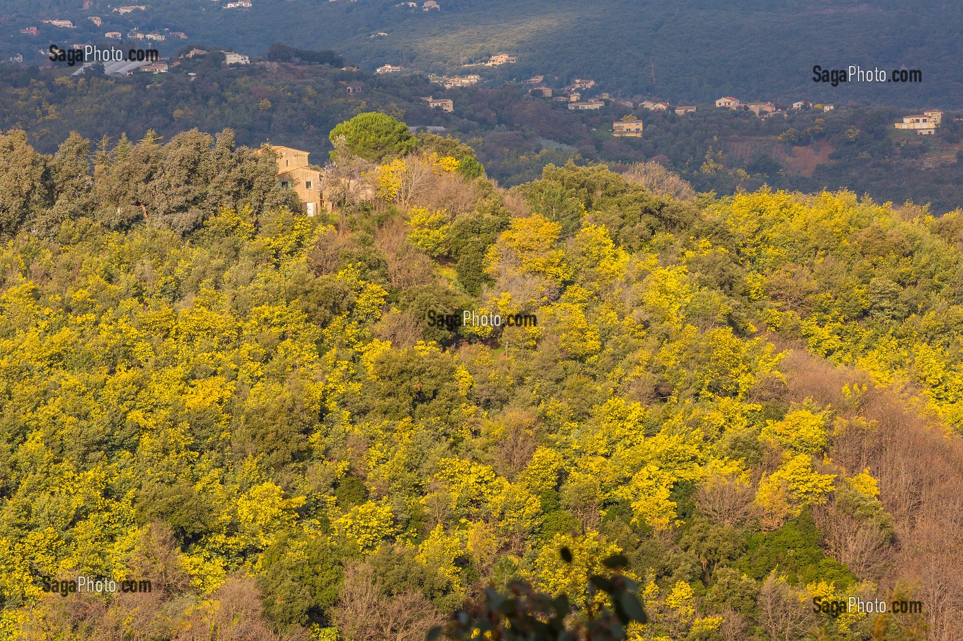 MIMOSAS SAUVAGES, ROUTE DU MIMOSA MASSIF DU TANNERON, TANNERON 