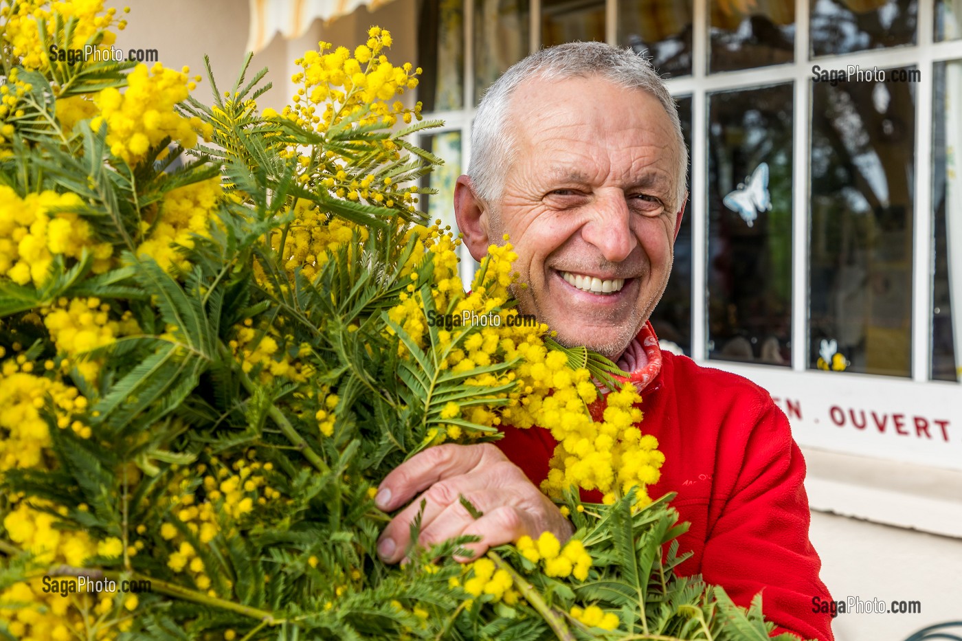 BERNARD VIAL, MIMOSISTE, HORTICULTEUR SPECIALISE DANS LA CULTURE DU MIMOSA, TANNERON 