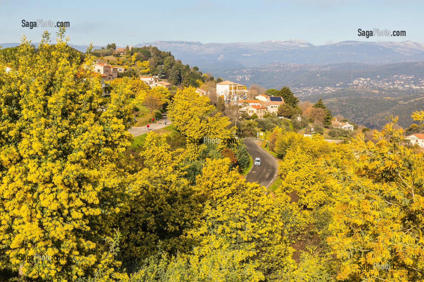 ILLUSTRATION ROUTE DU MIMOSA, MASSIF DU TANNERON, TANNERON 