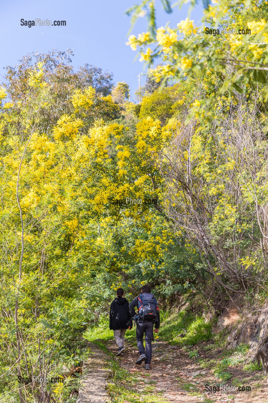 RANDONNEE DANS LA PLUS GRANDE FORET DE MIMOSA D'EUROPE, LE TANNERON, MANDELIEU LA NAPOULE 