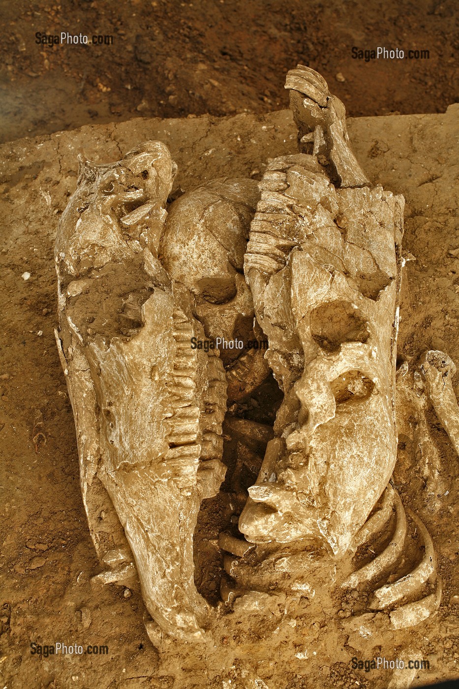 SITE DE FOUILLES  PREVENTIVE, NECROPOLE ROMAINE D'EVREUX, INSTITUT NATIONAL DE RECHERCHES ARCHEOLOGIQUES PREVENTIVES (INRAP). SEPULTURES MELANT OSSEMENTS D'HOMMES ET DE CHEVAUX, FRANCE 