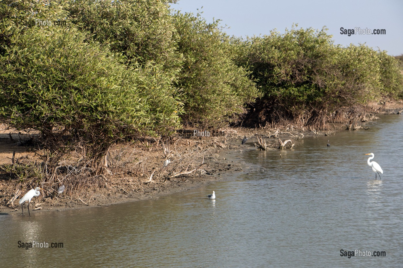 LES OISEAUX SUR LA LANGUE DE BARBARIE, SAINT-LOUIS-DU SENEGAL, SENEGAL, AFRIQUE DE L'OUEST 