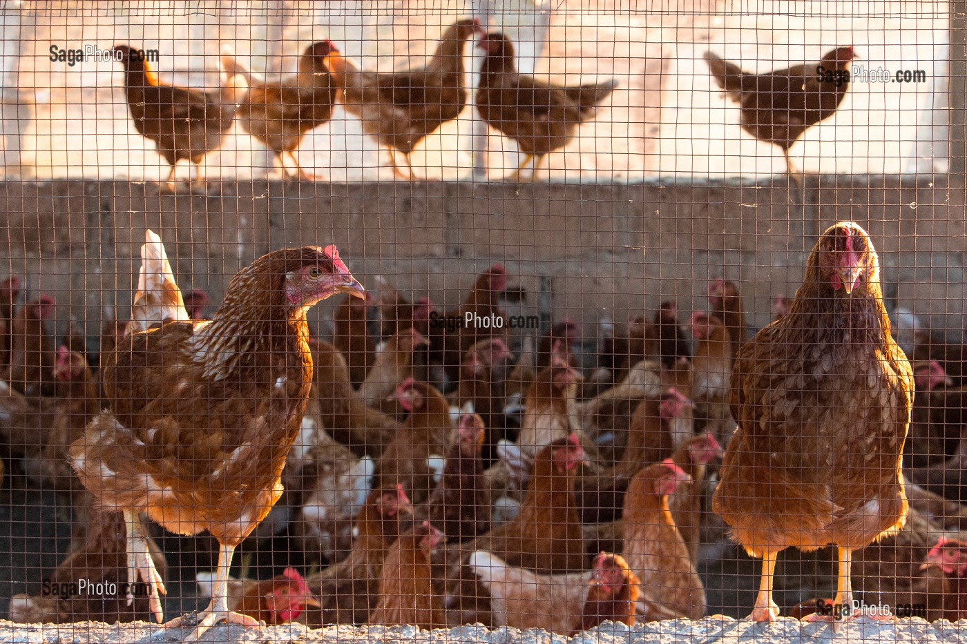ELEVAGE DE POULES ROUSSES DE LA FERME ECOLOGIQUE, VILLAGE PEUL DE GUELAKH, SENEGAL, AFRIQUE DE L'OUEST 