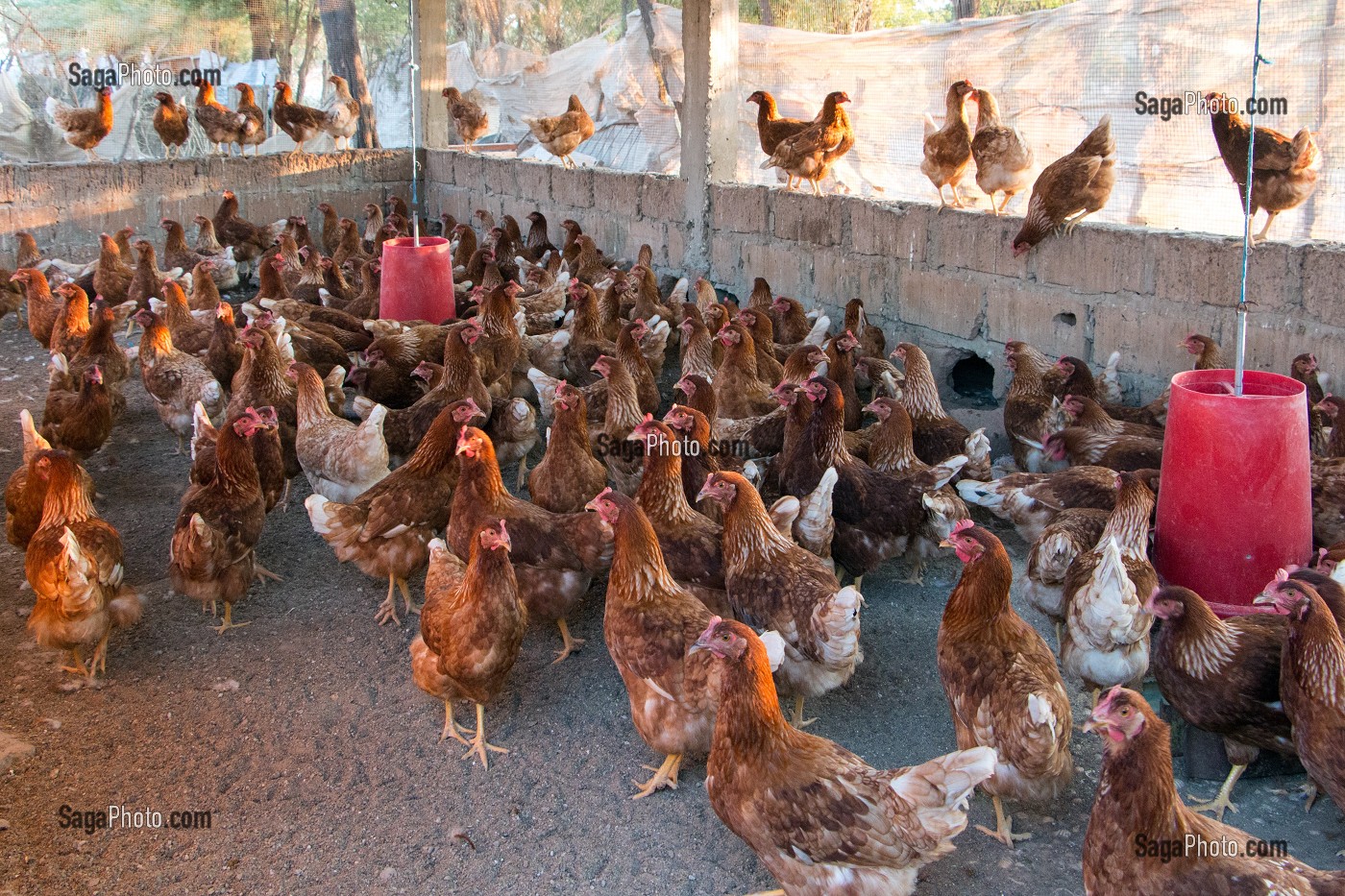 ELEVAGE DE POULES ROUSSES DE LA FERME ECOLOGIQUE, VILLAGE PEUL DE GUELAKH, SENEGAL, AFRIQUE DE L'OUEST 