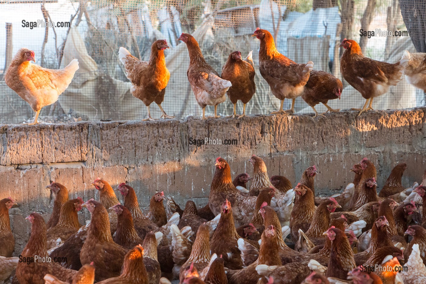 ELEVAGE DE POULES ROUSSES DE LA FERME ECOLOGIQUE, VILLAGE PEUL DE GUELAKH, SENEGAL, AFRIQUE DE L'OUEST 