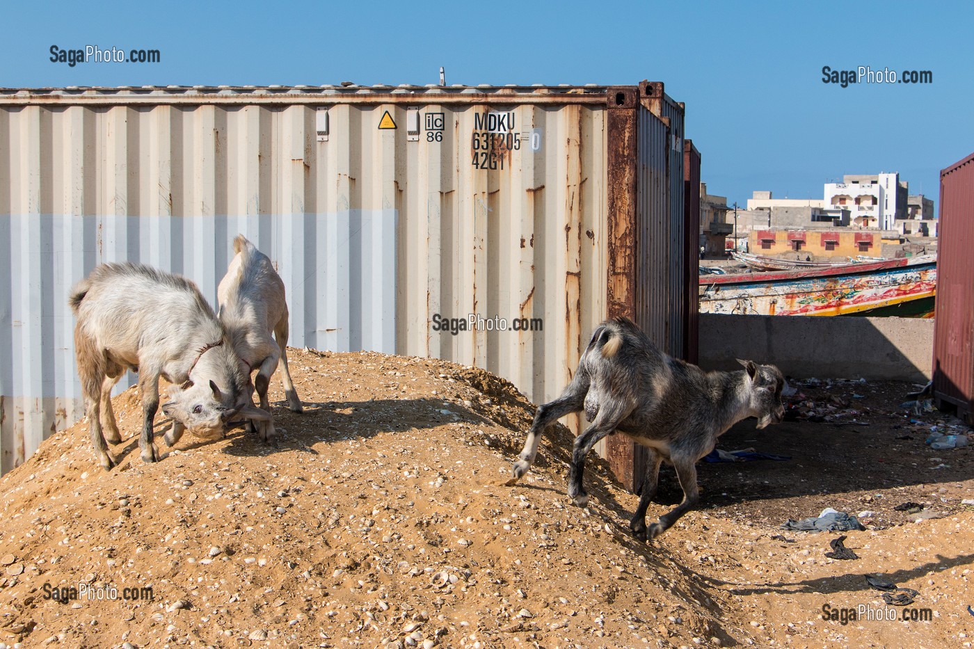 LES CHEVRES DANS LA VILLE, QUAI GIRAUD, SAINT-LOUIS-DU-SENEGAL, SENEGAL, AFRIQUE DE L'OUEST 