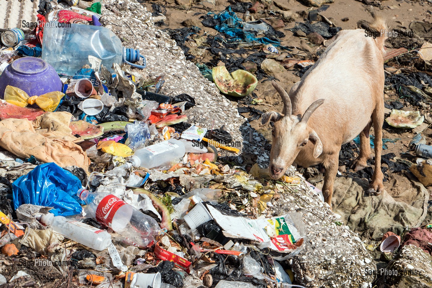 LES CHEVRES DANS LES DETRITUS DE LA VILLE, QUAI HENRI JAY, SAINT-LOUIS-DU-SENEGAL, SENEGAL, AFRIQUE DE L'OUEST 