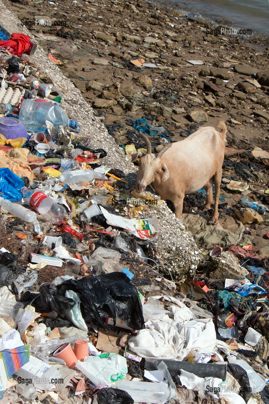 LES CHEVRES DANS LES DETRITUS DE LA VILLE, QUAI HENRI JAY, SAINT-LOUIS-DU-SENEGAL, SENEGAL, AFRIQUE DE L'OUEST 