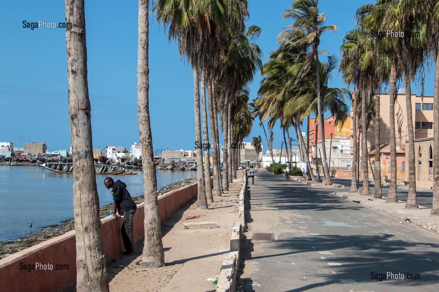 LES COCOTIERS DE LA POINTE SUD DE LA PETITE ILE, SAINT-LOUIS-DU-SENEGAL, SENEGAL, AFRIQUE DE L'OUEST 