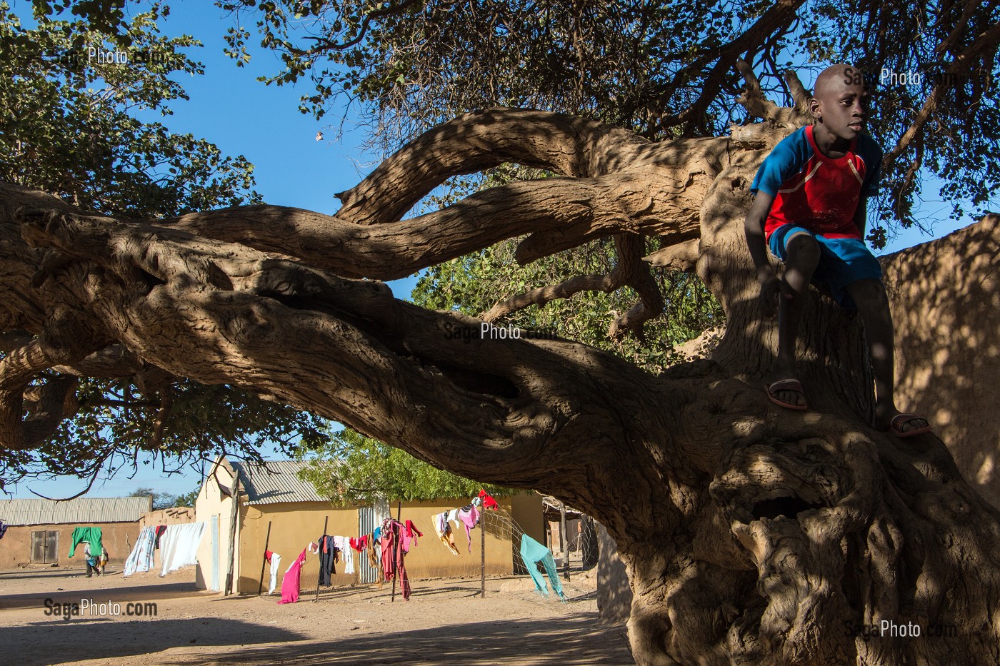 ENFANT DANS UN ARBRE, VILLAGE TOUCOULEUR DE DEGUEMBERE, PROVINCE DE FANAYE DIERI, SENEGAL, AFRIQUE DE L'OUEST 