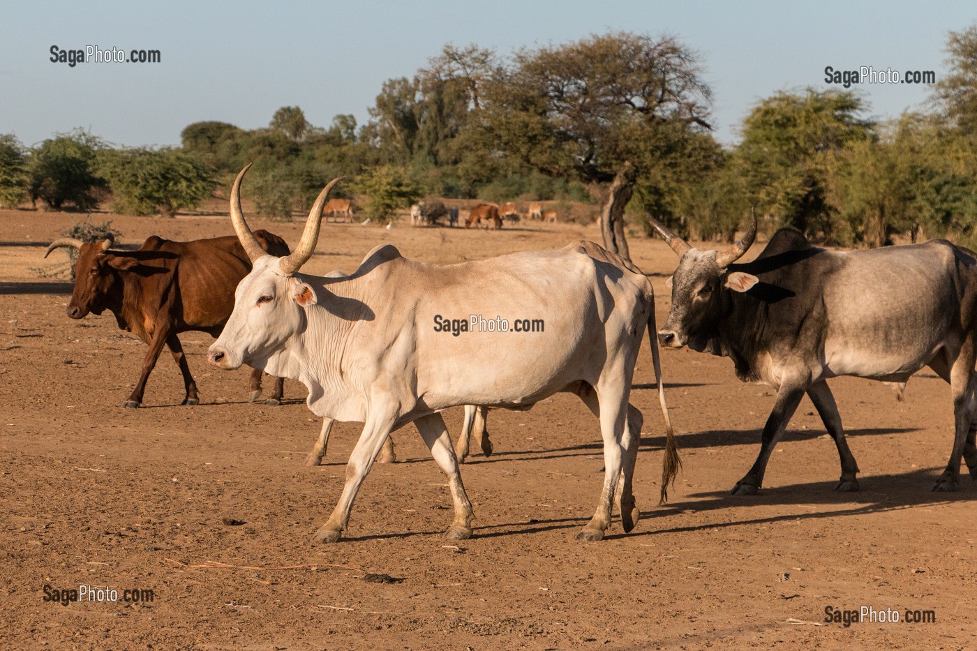 TROUPEAU DE ZEBUS DU VILLAGE TOUCOULEUR DE DEGUEMBERE, PROVINCE DE FANAYE DIERI, SENEGAL, AFRIQUE DE L'OUEST 