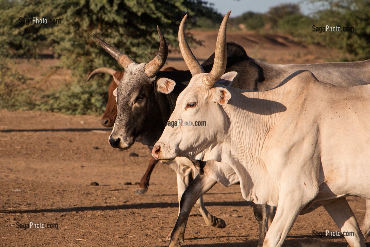 TROUPEAU DE ZEBUS DU VILLAGE TOUCOULEUR DE DEGUEMBERE, PROVINCE DE FANAYE DIERI, SENEGAL, AFRIQUE DE L'OUEST 