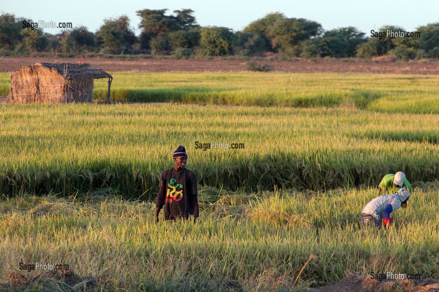 RECOLTE DU RIZ, VILLAGE TOUCOULEUR DE DEGUEMBERE, PROVINCE DE FANAYE DIERI, SENEGAL, AFRIQUE DE L'OUEST 