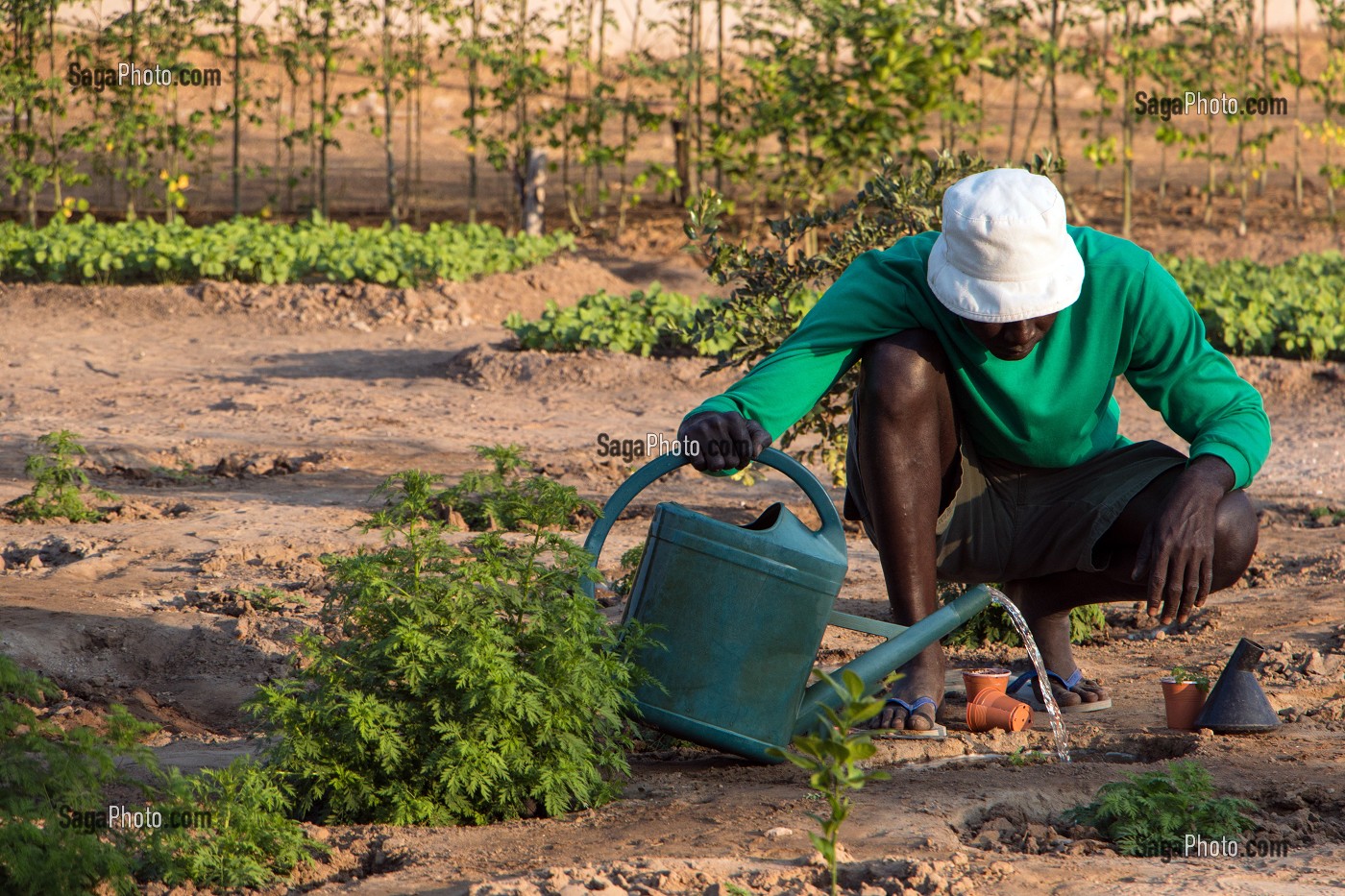 CULTURE DE LA PLANTE ARTEMISIA ANNUELLE (SORTE D'ARMOISE) POUR LE TRAITEMENT DU PALUDISME ET DE CERTAINS CANCERS, FORT DE DAGANA, SENEGAL, AFRIQUE DE L'OUEST 