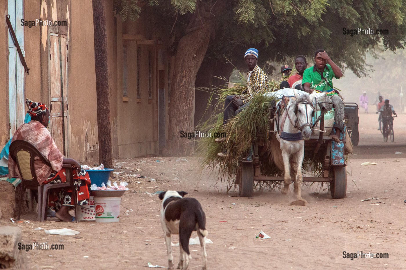 CHARRETTE A CHEVAL CHARGEE D'HERBE, DAGANA, SENEGAL, AFRIQUE DE L'OUEST 