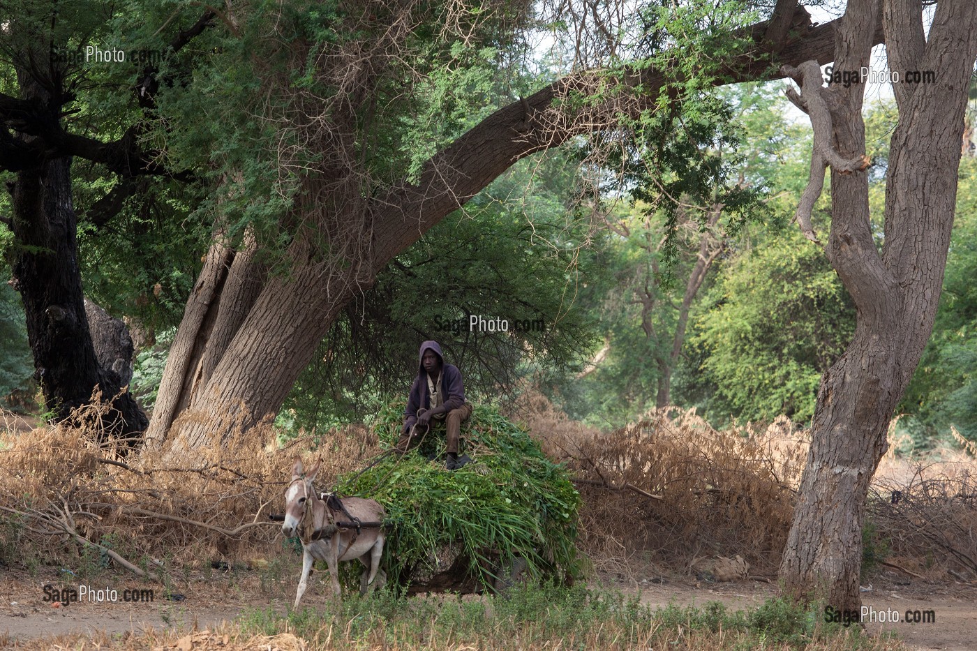 CHARRETTE A CHEVAL CHARGEE D'HERBES POUR LE BETAIL, VILLAGE DES ELEVEURS NOMADES DE GOUMEL, SENEGAL, AFRIQUE DE L'OUEST 