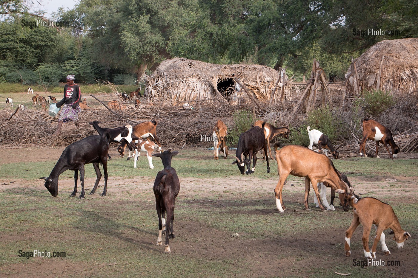 CHEVRES ET BERGERS DE RETOUR DE LA TRANSHUMANCE, VILLAGE PEUL D'ELEVEURS NOMADES DE GOUMEL, SENEGAL, AFRIQUE DE L'OUEST 