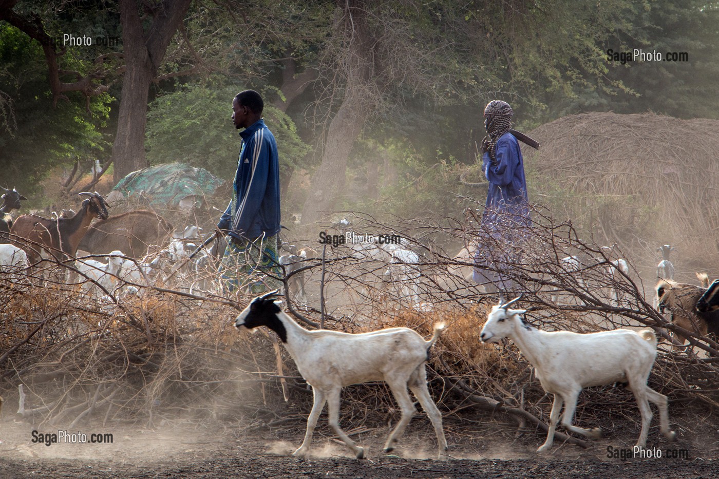 CHEVRES ET ENFANTS DE BERGERS DE RETOUR DE LA TRANSHUMANCE DANS L'ENCLOS, VILLAGE PEUL D'ELEVEURS NOMADES DE GOUMEL, SENEGAL, AFRIQUE DE L'OUEST 