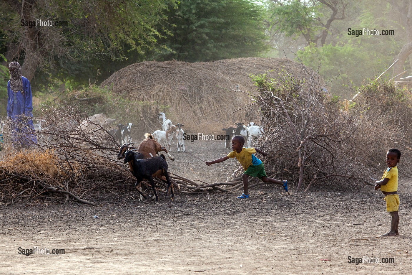 CHEVRES ET ENFANTS DE BERGERS DE RETOUR DE LA TRANSHUMANCE DANS L'ENCLOS, VILLAGE PEUL D'ELEVEURS NOMADES DE GOUMEL, SENEGAL, AFRIQUE DE L'OUEST 