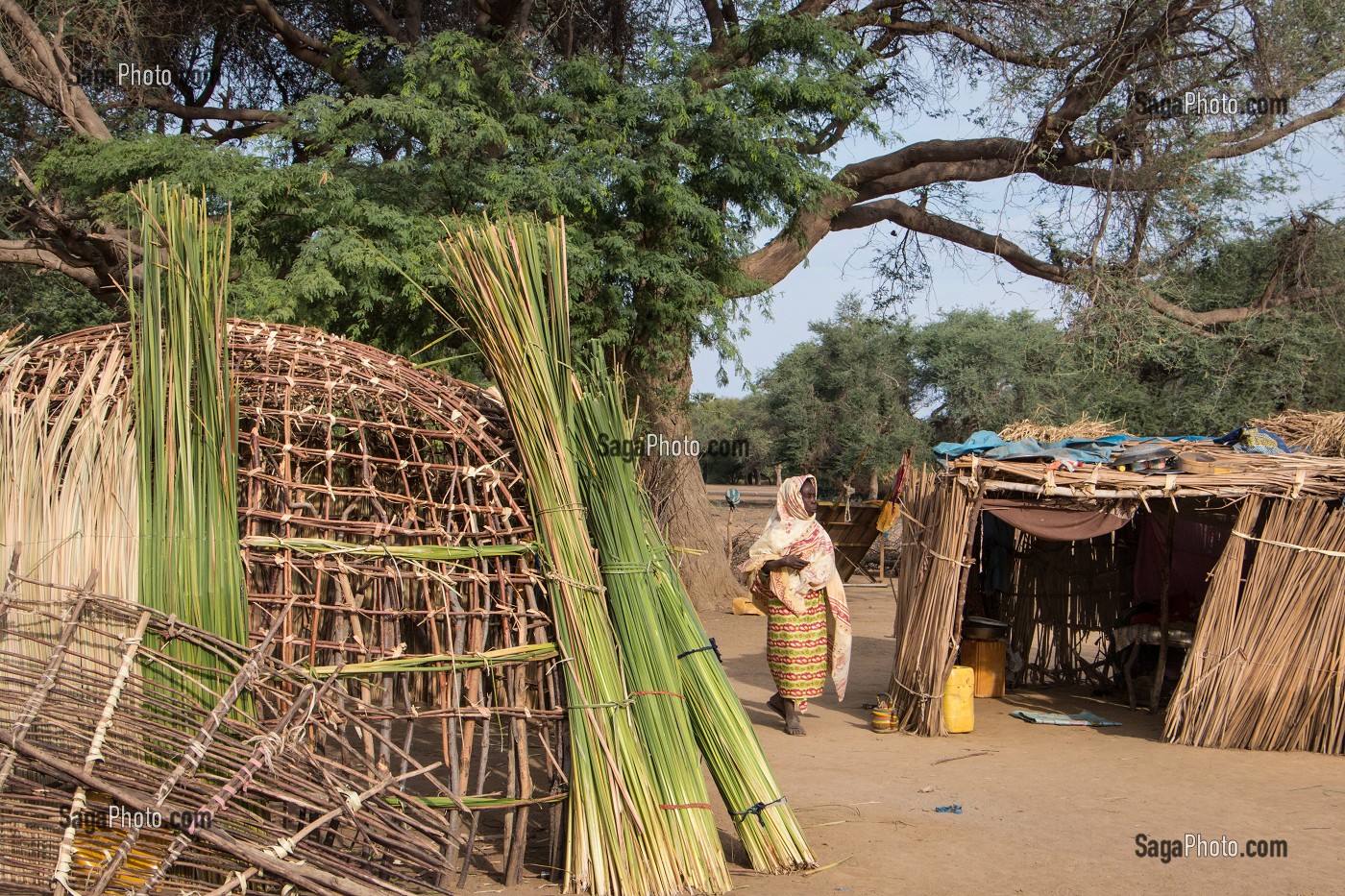 CASES D'HABITATION EN LIANES D'EUCALYPTUS ET FEUILLES DE ROSEAU EN CONSTRUCTION, VILLAGE PEUL D'ELEVEURS NOMADES DE GOUMEL, SENEGAL, AFRIQUE DE L'OUEST 