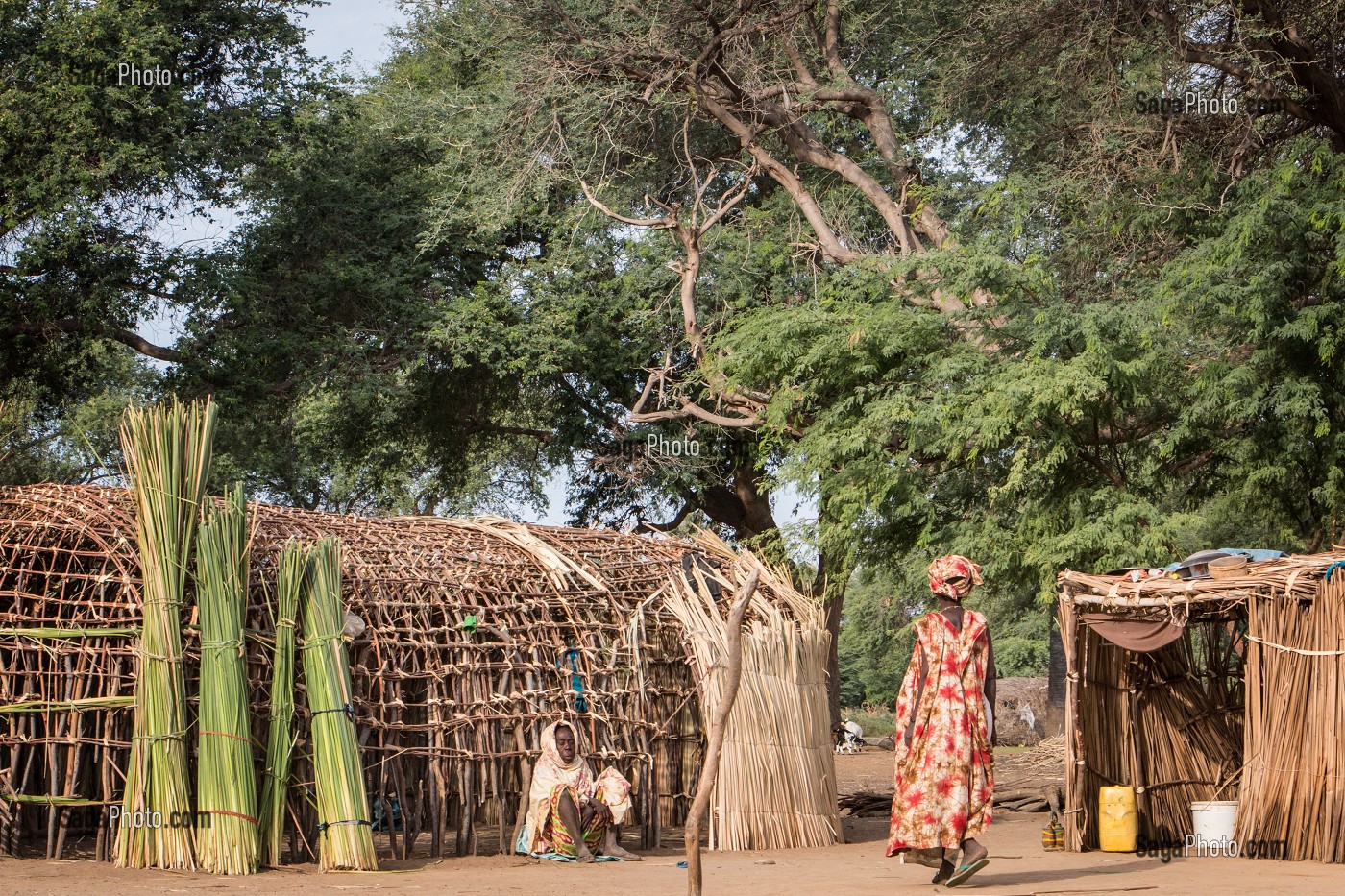 CASES D'HABITATION EN LIANES D'EUCALYPTUS ET FEUILLES DE ROSEAU EN CONSTRUCTION, VILLAGE PEUL D'ELEVEURS NOMADES DE GOUMEL, SENEGAL, AFRIQUE DE L'OUEST 