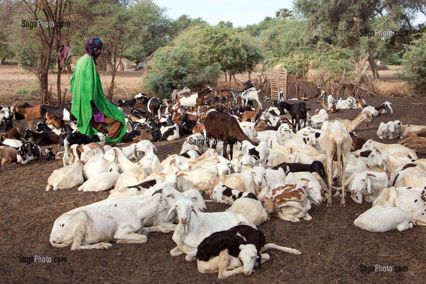 CHEVRES ET BERGER DANS L'ENCLOS, RETOUR DE LA TRANSHUMANCE, VILLAGE DES ELEVEURS NOMADES DE GOUMEL, SENEGAL, AFRIQUE DE L'OUEST 