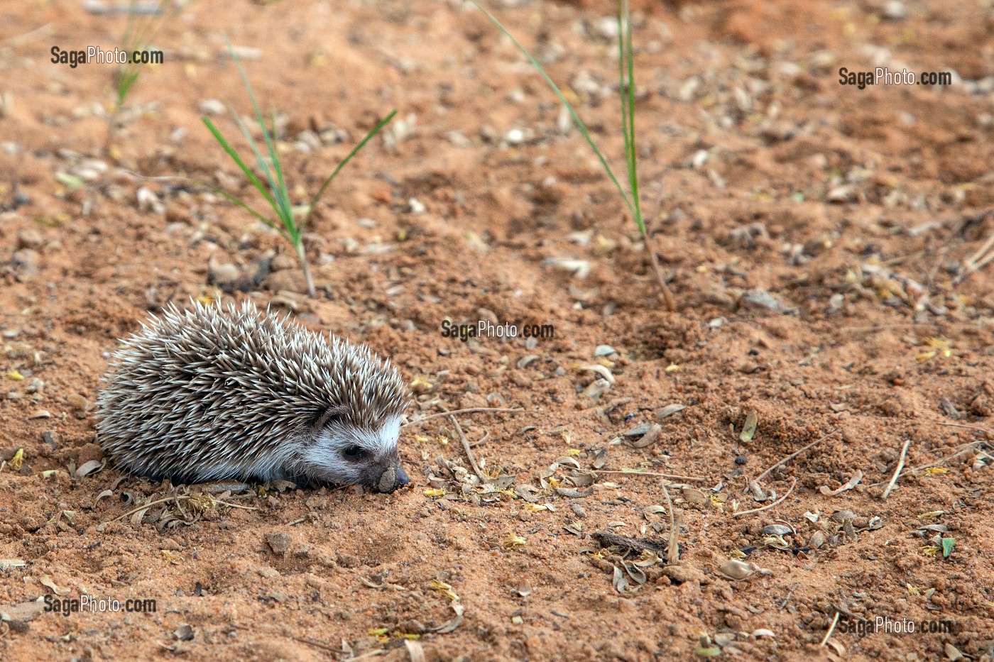 PETIT HERISSON, SENEGAL, AFRIQUE DE L'OUEST 