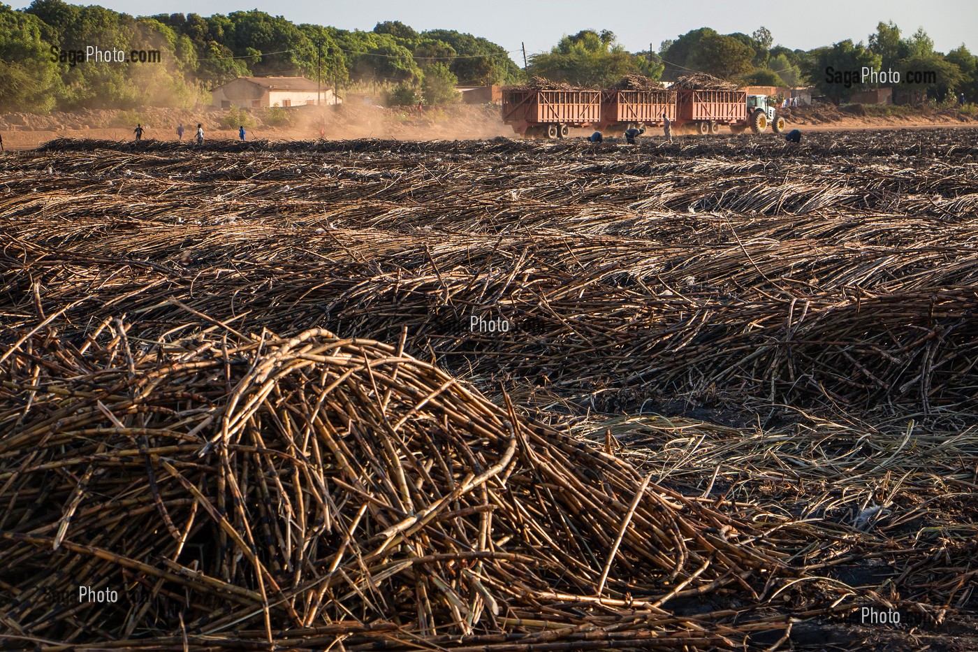 CHAMPS DE CANNE A SUCRE BRULE ET TRANSPORT DES TIGES VERS L'USINE, COMPAGNIE SUCRIERE SENEGALAISE, RICHARD-TOLL, SENEGAL, AFRIQUE DE L'OUEST 