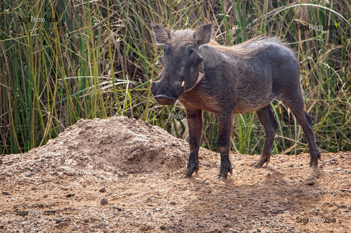 PHACOCHERE DANS LE PARC NATIONAL DE DJOUDJ, SENEGAL, AFRIQUE DE L'OUEST 