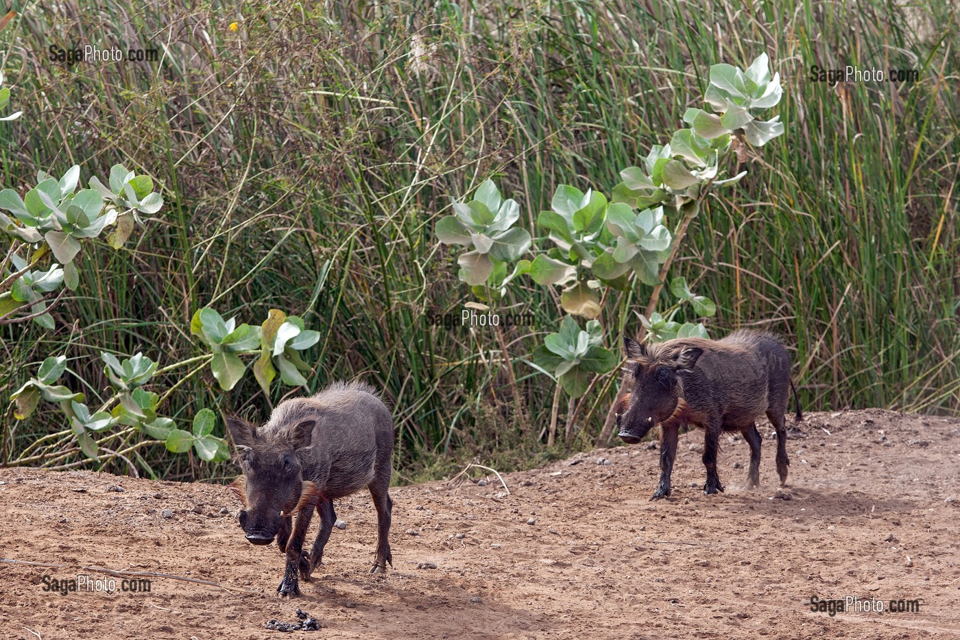 PHACOCHERES DANS LE PARC NATIONAL DE DJOUDJ, SENEGAL, AFRIQUE DE L'OUEST 