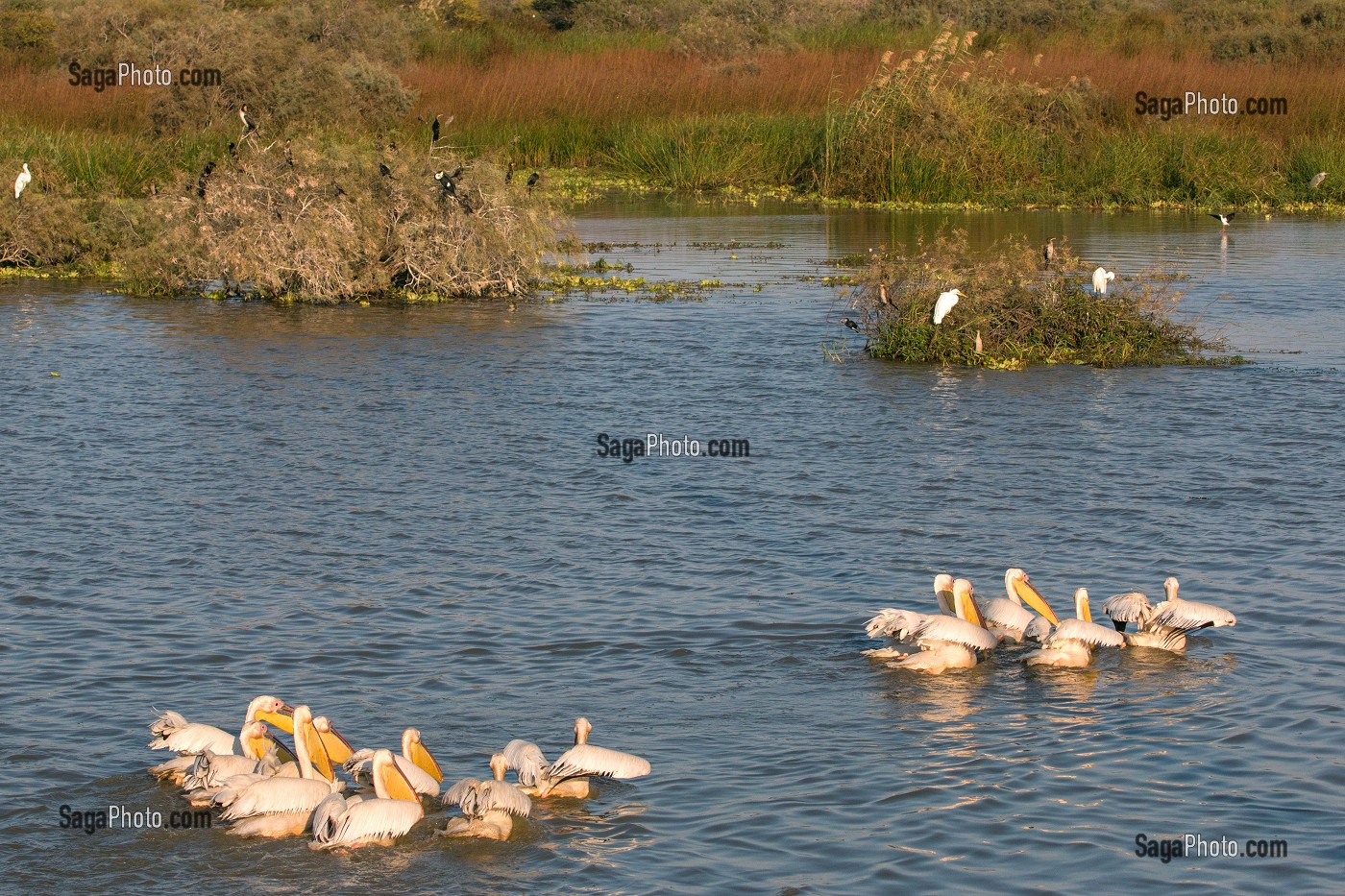 PELICANS BLANCS EN FORMATION DE PECHE, PARC NATIONAL DES OISEAUX DE DJOUDJ, TROISIEME RESERVE ORNITHOLOGIQUE DU MONDE CLASSEE AU PATRIMOINE DE L'UNESCO, SENEGAL, AFRIQUE DE L'OUEST 