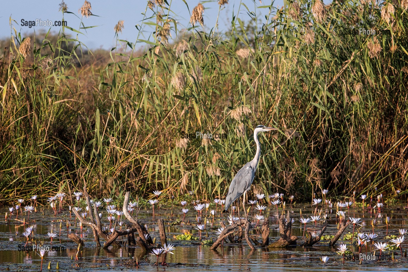 HERON CENDRE A L'AFFUT, PARC NATIONAL DES OISEAUX DE DJOUDJ, TROISIEME RESERVE ORNITHOLOGIQUE DU MONDE CLASSEE AU PATRIMOINE DE L'UNESCO, SENEGAL, AFRIQUE DE L'OUEST 