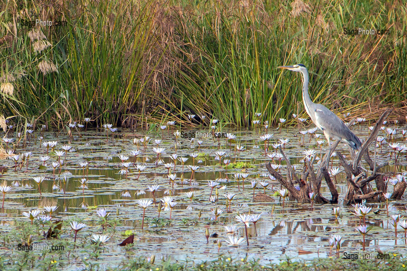 HERON CENDRE A L'AFFUT, PARC NATIONAL DES OISEAUX DE DJOUDJ, TROISIEME RESERVE ORNITHOLOGIQUE DU MONDE CLASSEE AU PATRIMOINE DE L'UNESCO, SENEGAL, AFRIQUE DE L'OUEST 