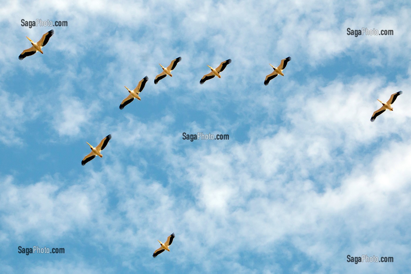 PELICANS BLANCS EN FORMATION DE VOL, PARC NATIONAL DES OISEAUX DE DJOUDJ, TROISIEME RESERVE ORNITHOLOGIQUE DU MONDE CLASSEE AU PATRIMOINE DE L'UNESCO, SENEGAL, AFRIQUE DE L'OUEST 