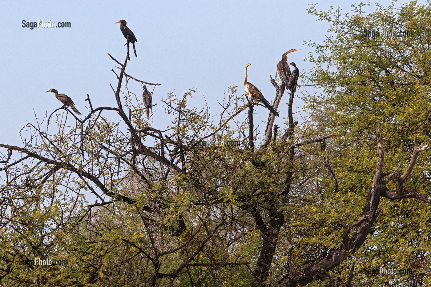 CORMORANS PERCHES SUR UN ARBRE MORT, PARC NATIONAL DES OISEAUX DE DJOUDJ, TROISIEME RESERVE ORNITHOLOGIQUE DU MONDE CLASSEE AU PATRIMOINE DE L'UNESCO, SENEGAL, AFRIQUE DE L'OUEST 