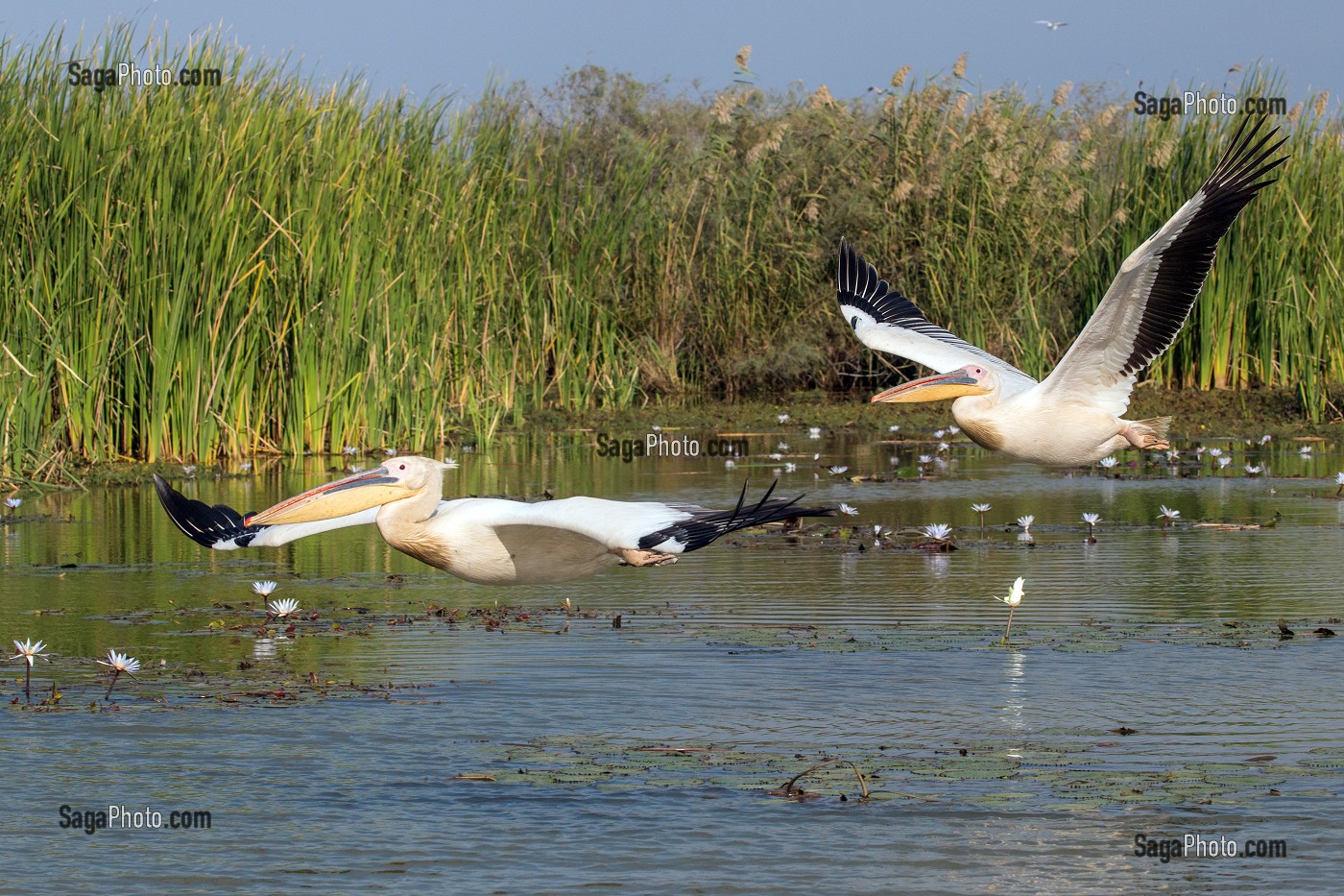 PELICANS BLANCS, PARC NATIONAL DES OISEAUX DE DJOUDJ, TROISIEME RESERVE ORNITHOLOGIQUE DU MONDE CLASSEE AU PATRIMOINE DE L'UNESCO, SENEGAL, AFRIQUE DE L'OUEST 