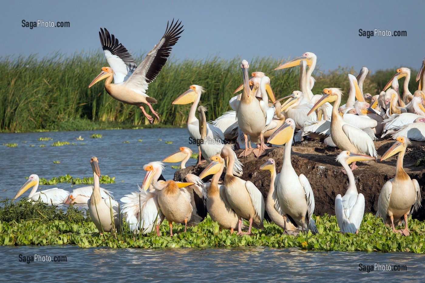 RASSEMBLEMENT DE PELICANS BLANCS SUR LEUR NICHOIR, PARC NATIONAL DES OISEAUX DE DJOUDJ, TROISIEME RESERVE ORNITHOLOGIQUE DU MONDE CLASSEE AU PATRIMOINE DE L'UNESCO, SENEGAL, AFRIQUE DE L'OUEST 